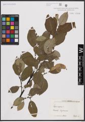 Foto von Salix caprea L.